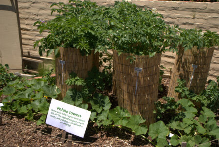 How to Grow a Potato Tower and other Potato-Growing Methods Image